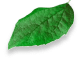 Decorative leaves