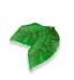 Bottom Leaves