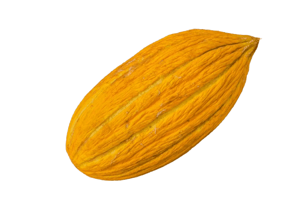 Seed