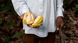 years of experience in cocoa research