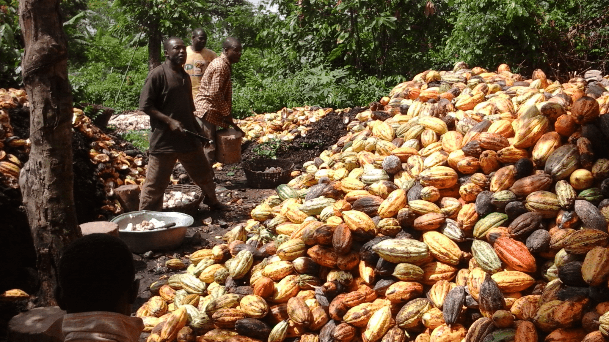 Study of the Efficiency of QROP Mix Kal Fertilizer on Cocoa Productivity in Ghana